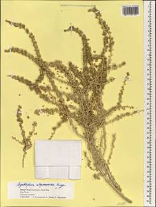 Agathophora alopecuroides (Delile) Fenzl, Зарубежная Азия (ASIA) (Израиль)