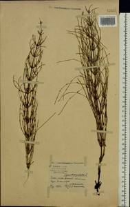 Хвощ болотный L., Восточная Европа, Центральный лесной район (E5) (Россия)