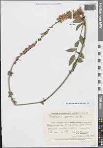 Эспарцет большой Lipsky, Средняя Азия и Казахстан, Памир и Памиро-Алай (M2) (Узбекистан)