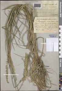 Agropyron dasyanthum Ledeb., Восточная Европа, Ростовская область (E12a) (Россия)