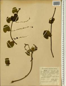 Хасмантера свисающая Hochst., Африка (AFR) (Эфиопия)