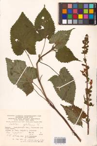 MHA 0 156 155, Шалфей железистый, Шалфей клейкий L., Восточная Европа, Западно-Украинский район (E13) (Украина)