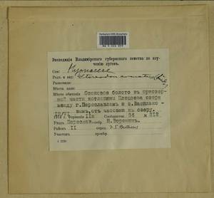 Calliergonella lindbergii (Mitt.) Hedenäs, Гербарий мохообразных, Мхи - Центральное Нечерноземье (B6) (Россия)