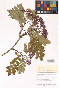 Рябина обыкновенная L., Сибирь, Западная Сибирь (S1) (Россия)