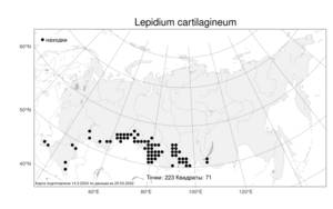 Lepidium cartilagineum, Клоповник хрящеватый (J.Mayer) Thell., Атлас флоры России (FLORUS) (Россия)