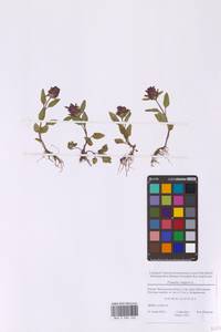 Черноголовка обыкновенная L., Восточная Европа, Московская область и Москва (E4a) (Россия)