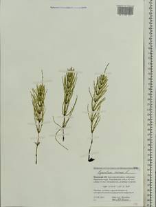 Хвощ полевой L., Восточная Европа, Северный район (E1) (Россия)