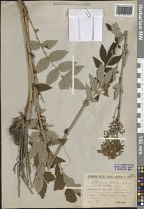 Таволга вязолистная (L.) Maxim., Сибирь, Западная Сибирь (S1) (Россия)