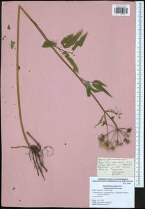 Сныть обыкновенная L., Восточная Европа, Центральный район (E4) (Россия)