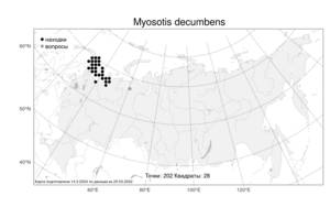 Myosotis decumbens, Незабудка стелющаяся Host, Атлас флоры России (FLORUS) (Россия)