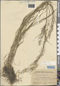 Полевица гигантская Roth, Кавказ, Ставропольский край, Карачаево-Черкесия, Кабардино-Балкария (K1b) (Россия)