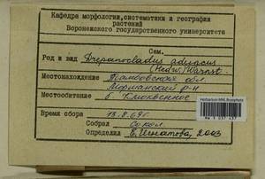 Drepanocladus aduncus (Hedw.) Warnst., Гербарий мохообразных, Мхи - Центральное Черноземье (B10) (Россия)
