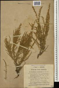 Сарсазан шишковатый (Pall.) M. Bieb., Кавказ, Азербайджан (K6) (Азербайджан)