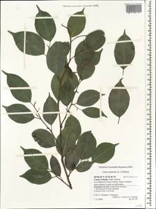Citrus ×aurantium L., Африка (AFR) (Испания)