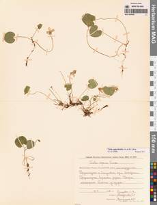 Viola epipsila subsp. repens (Turcz.) W.Becker, Сибирь, Чукотка и Камчатка (S7) (Россия)