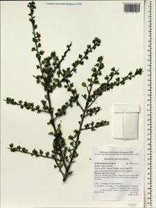 Rhamnus punctatus Boiss., Зарубежная Азия (ASIA) (Израиль)