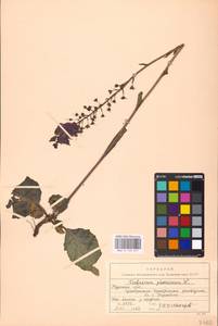 MHA 0 159 077, Коровяк фиолетовый L., Восточная Европа, Центральный лесостепной район (E6) (Россия)