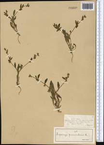 Острица лежачая, Острица простертая L., Средняя Азия и Казахстан, Сырдарьинские пустыни и Кызылкумы (M7) (Казахстан)