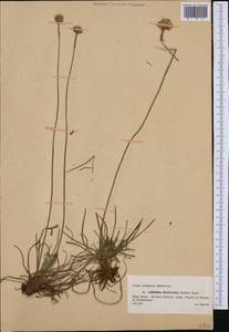 Armeria maritima subsp. elongata (Hoffm.) Bonnier, Западная Европа (EUR) (Польша)