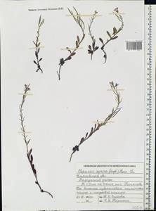 Клаусия солнцепечная (Stephan ex Willd.) Korn.-Trotzky, Восточная Европа, Средневолжский район (E8) (Россия)