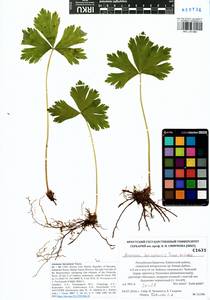 Anemonastrum baicalense (Turcz.) Mosyakin, Сибирь, Прибайкалье и Забайкалье (S4) (Россия)
