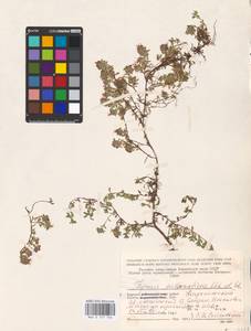 MHA 0 157 726, Thymus serpyllum subsp. tanaensis (Hyl.) Jalas, Восточная Европа, Северный район (E1) (Россия)