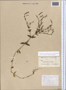 Centaurium pulchellum subsp. pulchellum, Крым (KRYM) (Россия)