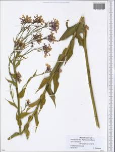 Вечерница обыкновенная L., Восточная Европа, Ростовская область (E12a) (Россия)