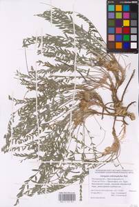 Астрагал длиннолистный Pall., Восточная Европа, Ростовская область (E12a) (Россия)