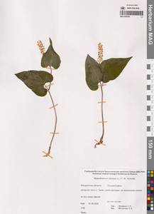 Майник двулистный (L.) F.W.Schmidt, Сибирь, Чукотка и Камчатка (S7) (Россия)