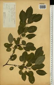 Жестер слабительный, Крушина слабительная L., Восточная Европа, Центральный лесостепной район (E6) (Россия)