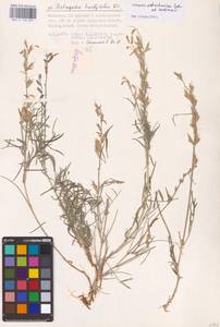 Astragalus astrachanicus Sytin & Laktionov, Восточная Европа, Нижневолжский район (E9) (Россия)