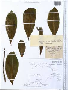 Myrsine melanophloeos (L.) R. Br., Африка (AFR) (Эфиопия)