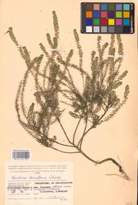 Клоповник густоцветковый Schrad., Восточная Европа, Западный район (E3) (Россия)