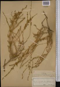 Бассия простертая (L.) Beck, Средняя Азия и Казахстан, Муюнкумы, Прибалхашье и Бетпак-Дала (M9) (Казахстан)