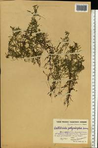 Болотник короткоплодный Sendtn., Восточная Европа, Московская область и Москва (E4a) (Россия)