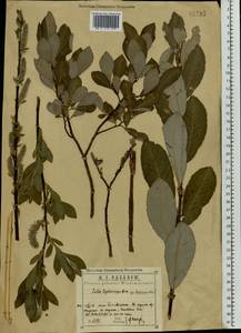 Ива сероплодная, Восточная Европа, Центральный район (E4) (Россия)