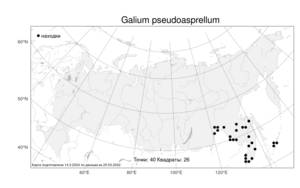 Galium pseudoasprellum, Подмаренник ложношероховатый Makino, Атлас флоры России (FLORUS) (Россия)
