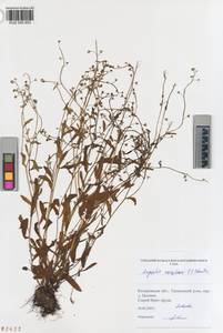 KUZ 005 853, Myosotis laxa subsp. laxa, Сибирь, Алтай и Саяны (S2) (Россия)