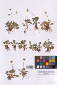 Маргаритка многолетняя L., Восточная Европа, Московская область и Москва (E4a) (Россия)