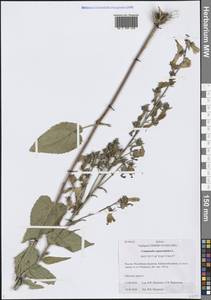 Колокольчик рапунцелевидный L., Сибирь, Прибайкалье и Забайкалье (S4) (Россия)