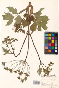 Heracleum sosnowskyi × sibiricum, Восточная Европа, Московская область и Москва (E4a) (Россия)