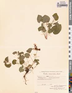 Фиалка Морица Tepl., Сибирь, Чукотка и Камчатка (S7) (Россия)