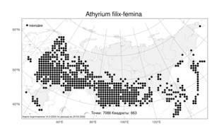Athyrium filix-femina, Кочедыжник женский (L.) Roth, Атлас флоры России (FLORUS) (Россия)