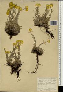 Helichrysum chionophilum Boiss. & Balansa, Зарубежная Азия (ASIA) (Турция)