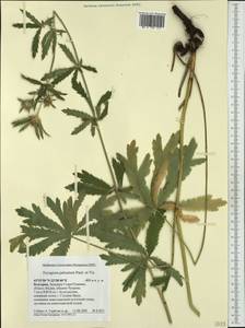 Eryngium palmatum Pancic & Vis., Западная Европа (EUR) (Болгария)