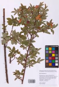 Шиповник майский Herrm., Восточная Европа, Московская область и Москва (E4a) (Россия)