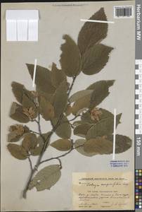 Хмелеграб обыкновенный Scop., Кавказ, Краснодарский край и Адыгея (K1a) (Россия)