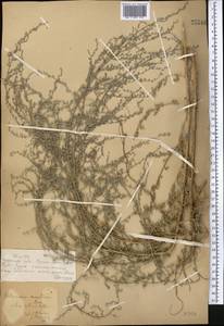 Artemisia maritima subsp. maritima, Средняя Азия и Казахстан, Муюнкумы, Прибалхашье и Бетпак-Дала (M9) (Казахстан)