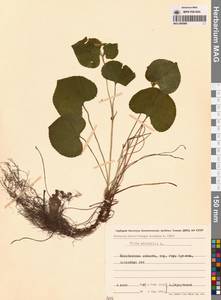 Фиалка удивительная L., Восточная Европа, Восточный район (E10) (Россия)